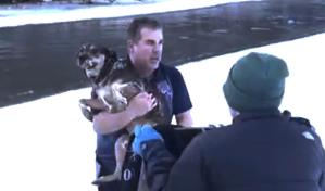 Graban en video dramático rescate de perro de río helado en Vermont Graban en video dramático rescate de perro de río helado en Vermont
