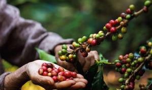 El precio del café arábico sube hasta 90 % durante el 2024