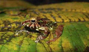 Científicos identifican dos nuevas especies de ranas arlequines en la Amazonía peruana