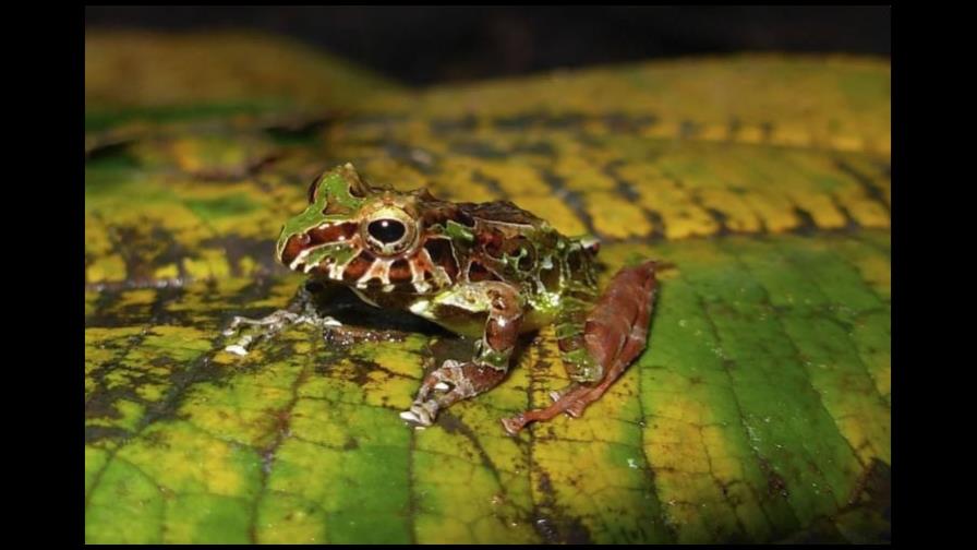 Científicos identifican dos nuevas especies de ranas arlequines en la Amazonía peruana