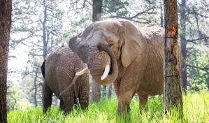 Elefantes no pueden pedir su liberación de un zoo de Colorado porque no son humanos, falla tribunal