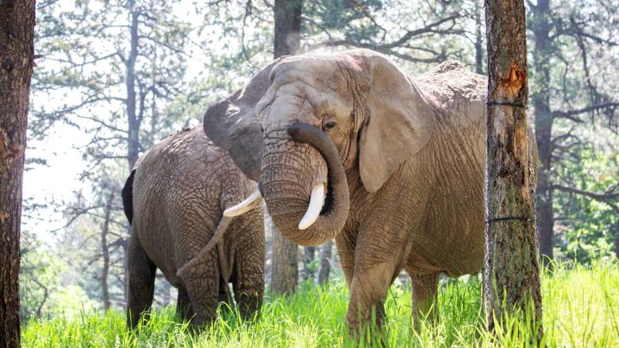 Elefantes no pueden pedir su liberación de un zoo de Colorado porque no son humanos, falla tribunal