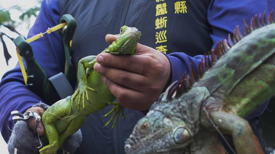 Taiwán planea sacrificar hasta 120,000 iguanas verdes por su impacto en la agricultura