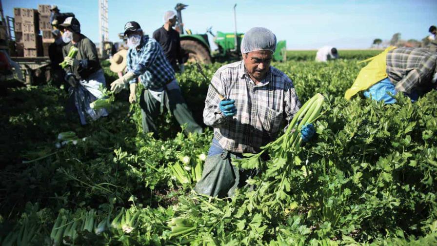 Una ONG asesora a indocumentados del sector agrícola ante las políticas antimigración de Trump