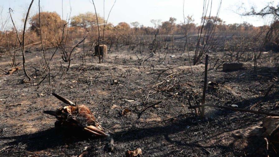 Reserva ecológica refugio de especies y parada de aves, asolada por incendios en Paraguay