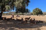 Una reserva en México permite una interacción directa con más de 800 animales en peligro