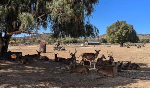 Una reserva en México permite una interacción directa con más de 800 animales en peligro
