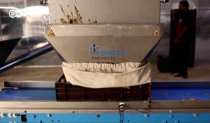 Insectos transforman residuos en biocombustible para la aviación