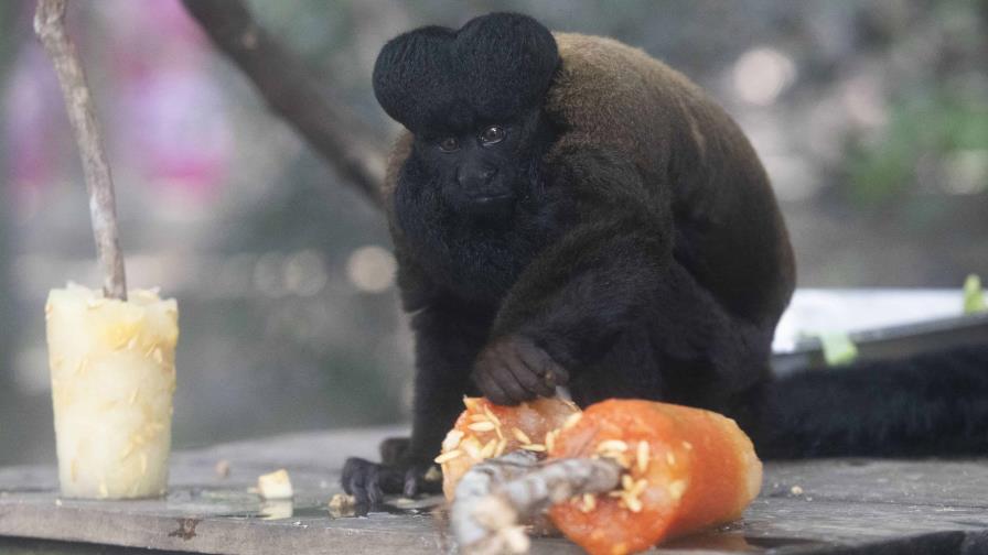 Animales del zoo de Río reciben golosinas heladas para refrescarse en el calor veraniego de Brasil