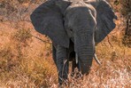 Un elefante mata a un turista en un parque nacional de Tailandia