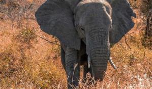 Un elefante mata a un turista en Sudáfrica