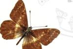 Identifican a un nuevo género de mariposa de los Andes, llamado Andinoia