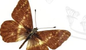 Identifican a un nuevo género de mariposa de los Andes, llamado Andinoia Identifican a un nuevo género de mariposa de los Andes, llamado Andinoia