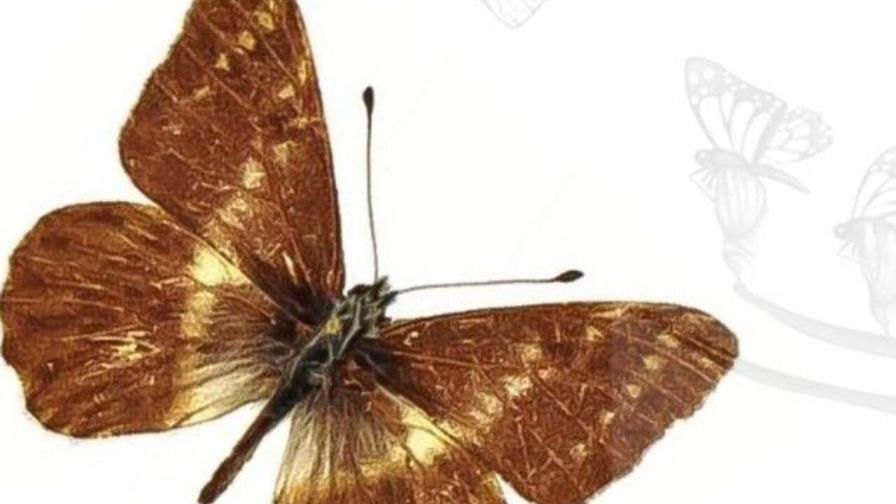 Identifican a un nuevo género de mariposa de los Andes, llamado Andinoia