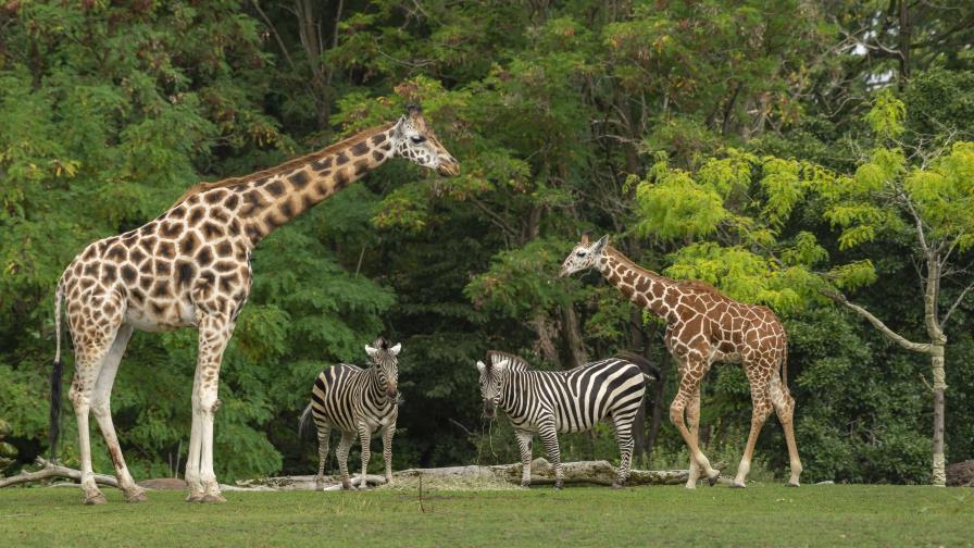 Las especies pierden diversidad genética, según un estudio de las últimas tres décadas