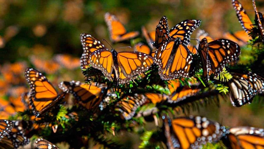 La población de mariposas monarcas registra un mínimo histórico en California