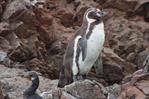 Autoridades peruanas elaboran un plan nacional de conservación para pingüinos y nutrias
