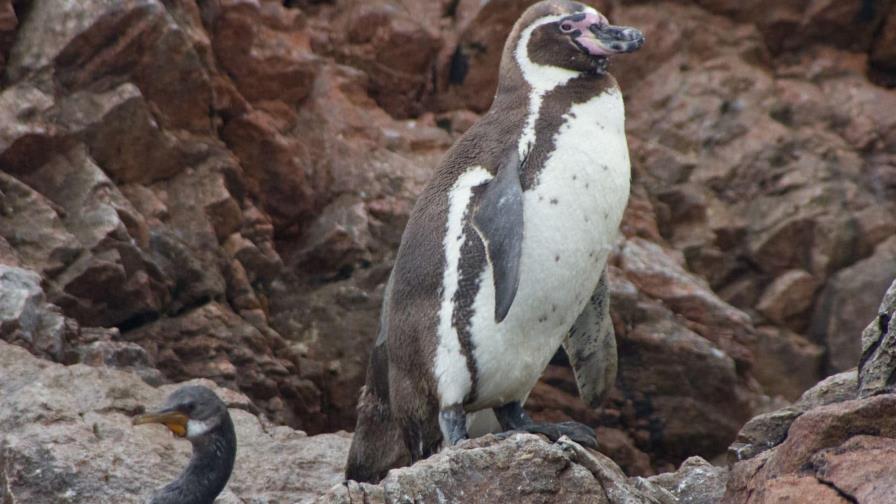 Autoridades peruanas elaboran un plan nacional de conservación para pingüinos y nutrias