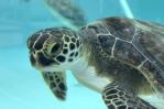 Tortugas verdes se recuperan en centro de vida marina de Florida tras sufrir aturdimiento por frío Tortugas verdes se recuperan en centro de vida marina de Florida tras sufrir aturdimiento por frío