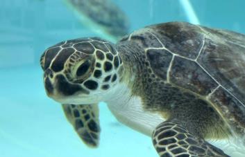 Tortugas verdes se recuperan en centro de vida marina de Florida tras sufrir aturdimiento por frío