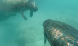 Las manatíes Lupita y Rosita: una amistad que perdura en el tiempo