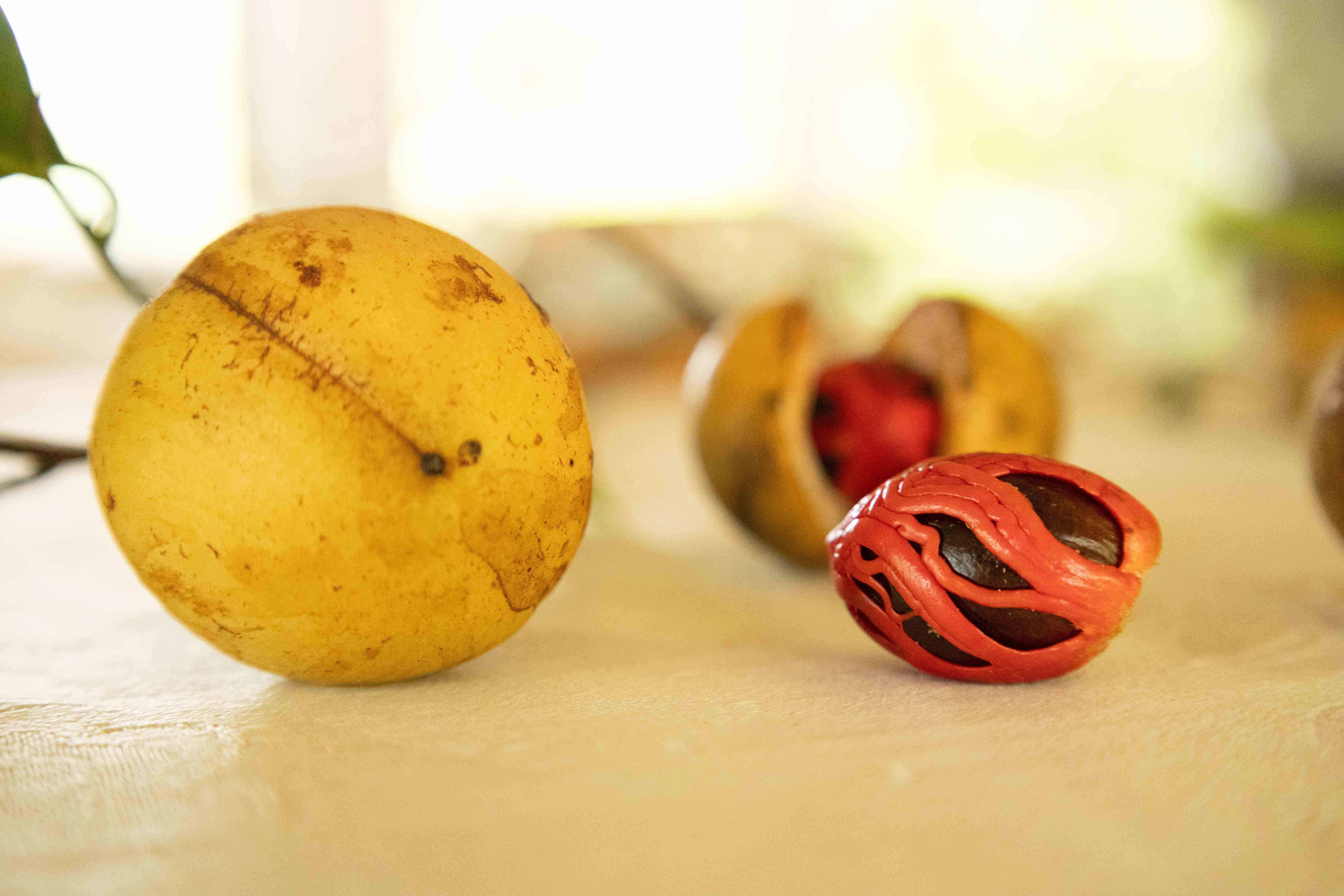 Además del palmito, la Fundación cultiva otras especies forestales y frutales como la nuez moscada. 