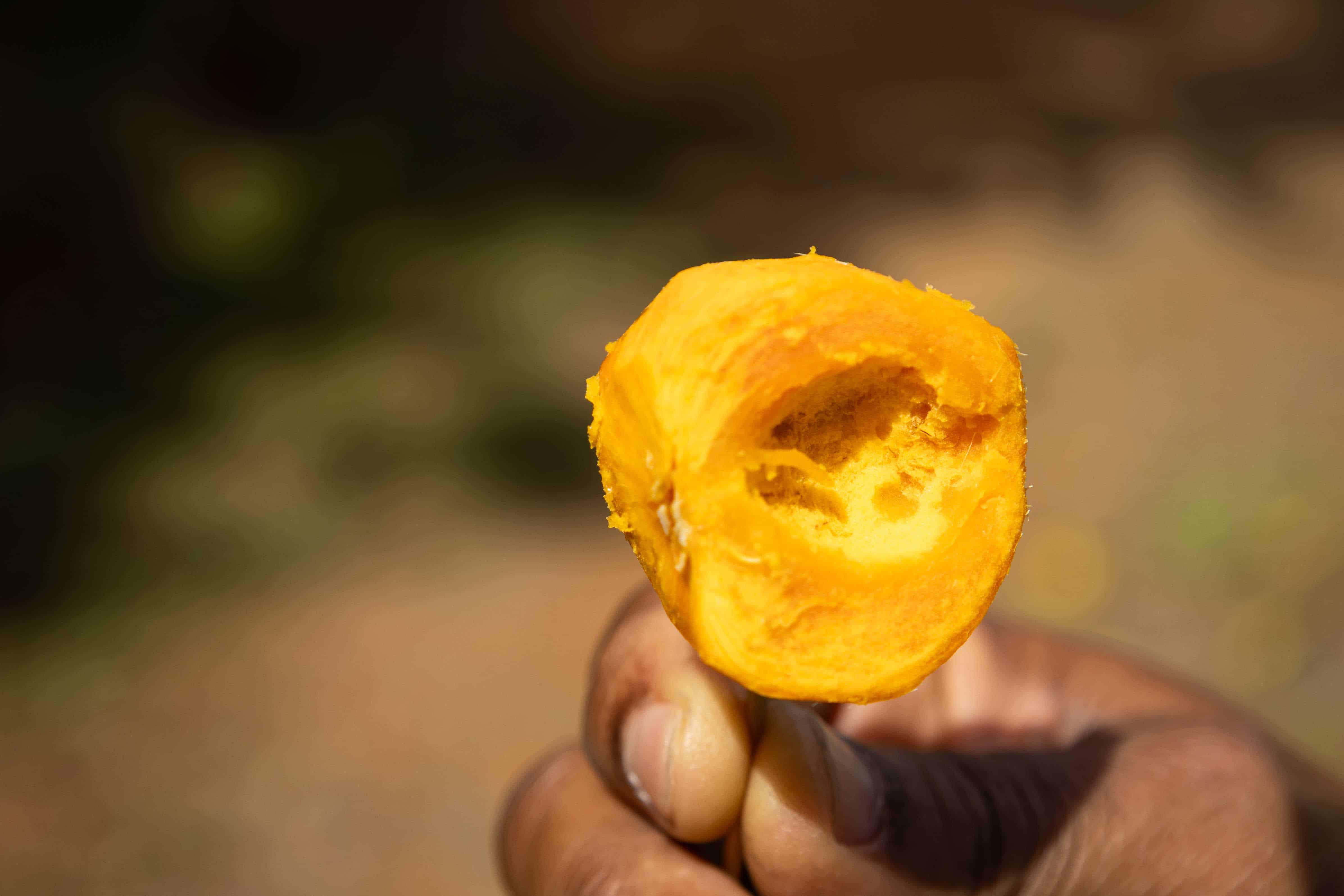 Chontaduro, un fruto sacado de la palma adulta. 