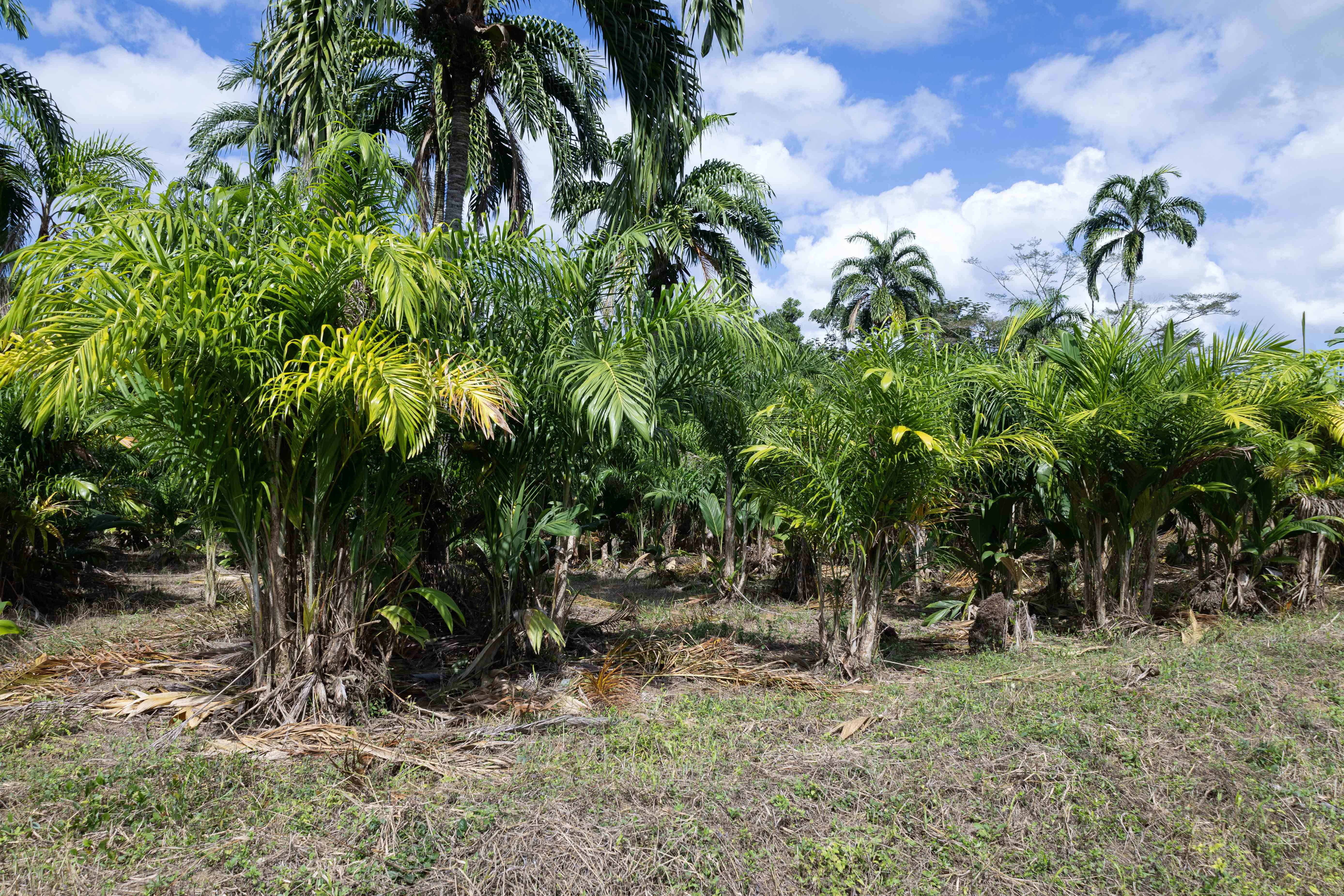 En 1984, la Fundación Progressio introdujo el Pejibaye (Bactris gasipaes), una palma arborescente originaria del Amazonas.