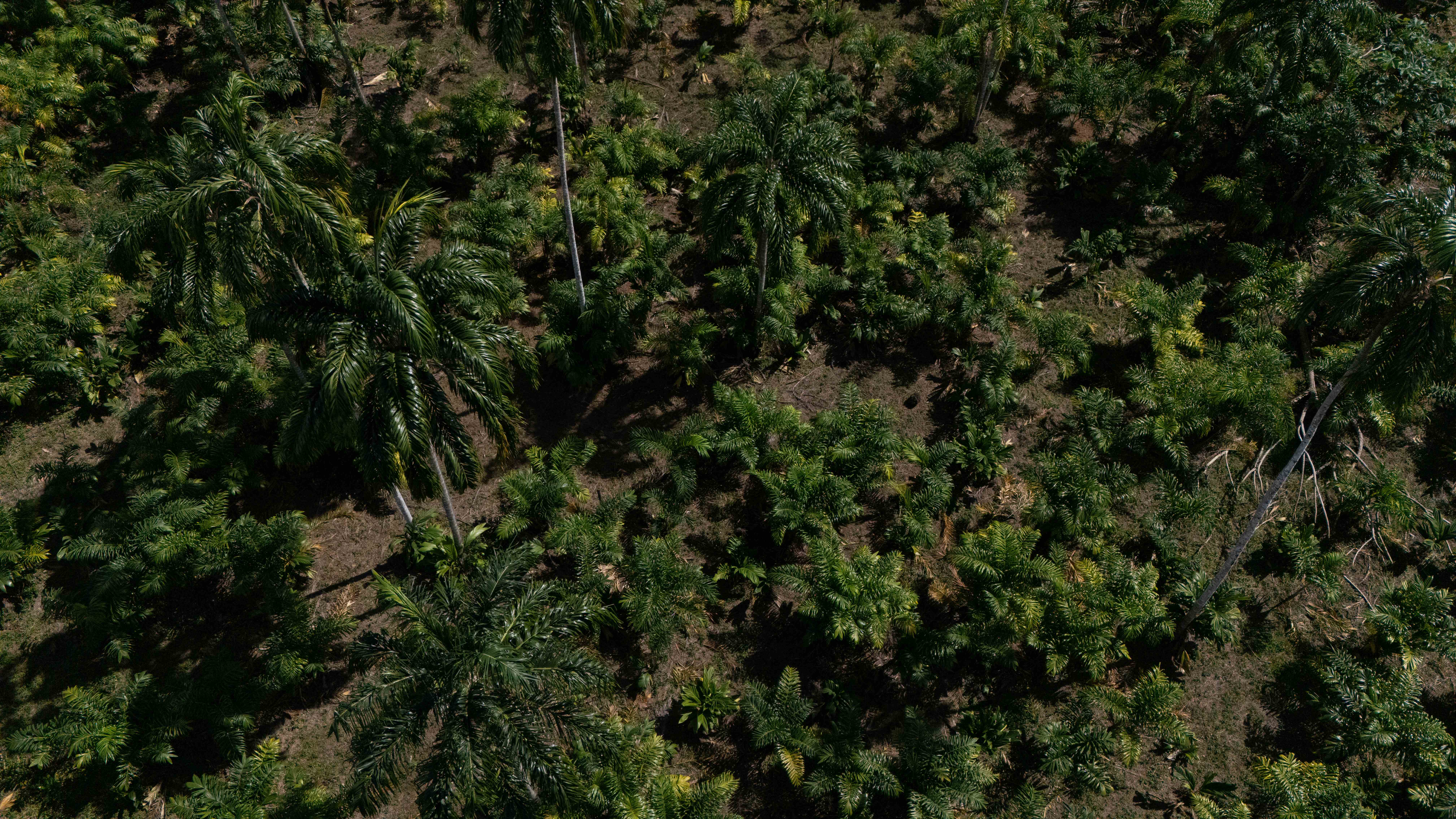 Vista áerea de la plantación de Fundación Progressio. 