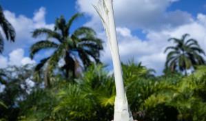 Una especie de palmito sostenible se cultiva en RD a pesar de los retos económicos