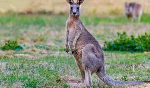 Científicos crean embrión de canguro in vitro,lo que ayudaría a conservar otras especies
