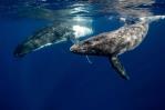 El canto de las ballenas tiene similitudes con el habla humana en términos de eficacia
