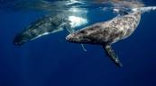 Islandia reanuda la caza de ballenas entre protestas tras una pausa de dos a&ntilde;os