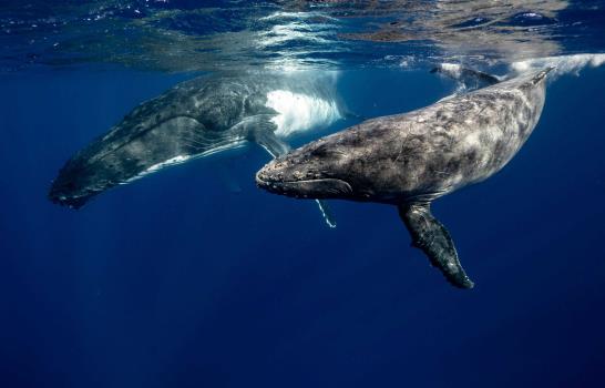 Islandia reanuda la caza de ballenas entre protestas tras una pausa de dos a&ntilde;os