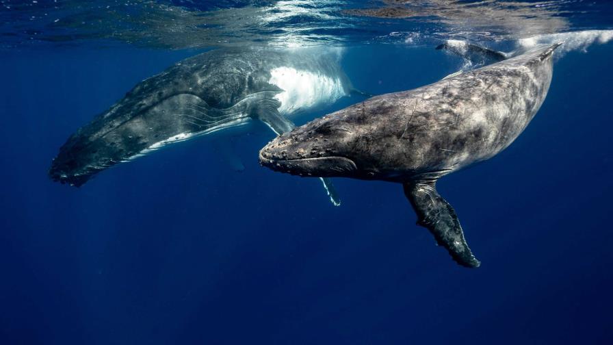 El canto de las ballenas tiene similitudes con el habla humana en términos de eficacia