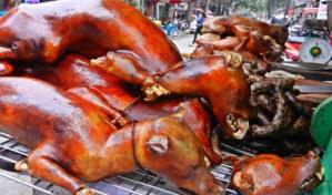 El 40 % de las granjas de carne de perro han cerrado tras ley para prohibir su consumo