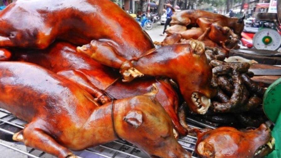 El 40 % de las granjas de carne de perro han cerrado tras ley para prohibir su consumo El 40 % de las granjas de carne de perro han cerrado tras ley para prohibir su consumo