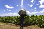 El financiamiento al tabaco reactiva su producción en Dajabón y Santiago Rodríguez