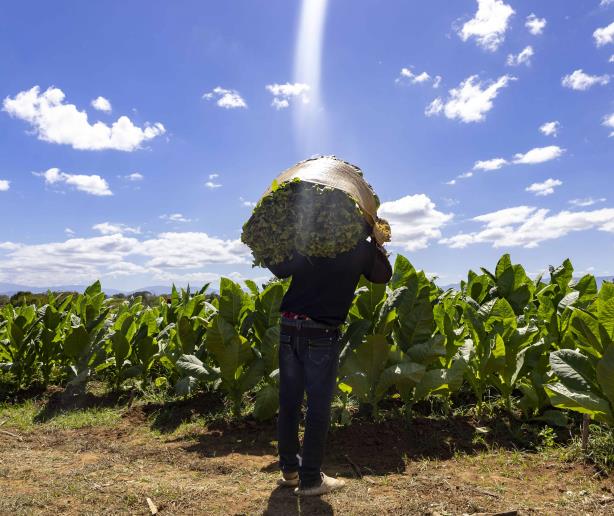 El financiamiento al tabaco reactiva su producción en Dajabón y Santiago Rodríguez