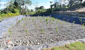 Inauguran humedal artificial para el tratamiento de aguas residuales en Jarabacoa Inauguran humedal artificial para el tratamiento de aguas residuales en Jarabacoa