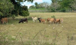 Roban 21 vacas a un ganadero de la comunidad Santiago de la Cruz, en Dajabón