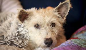 Perro fugitivo es capturado en Nueva Orleans tras ganar fama por sus escapadas