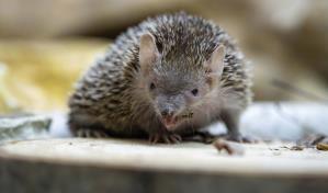 ¿Dolido? Ponle el nombre de tu ex a una rata o insecto este Día de San Valentín ¿Dolido? Ponle el nombre de tu ex a una rata o insecto este Día de San Valentín