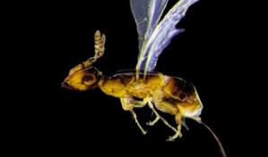 Detectan avispa polinizadora de árbol que impacta especies endémicas y edificaciones