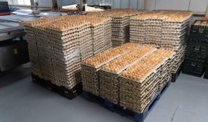 Agricultura y avicultores aseguran que la influenza aviar no representa peligro para el país