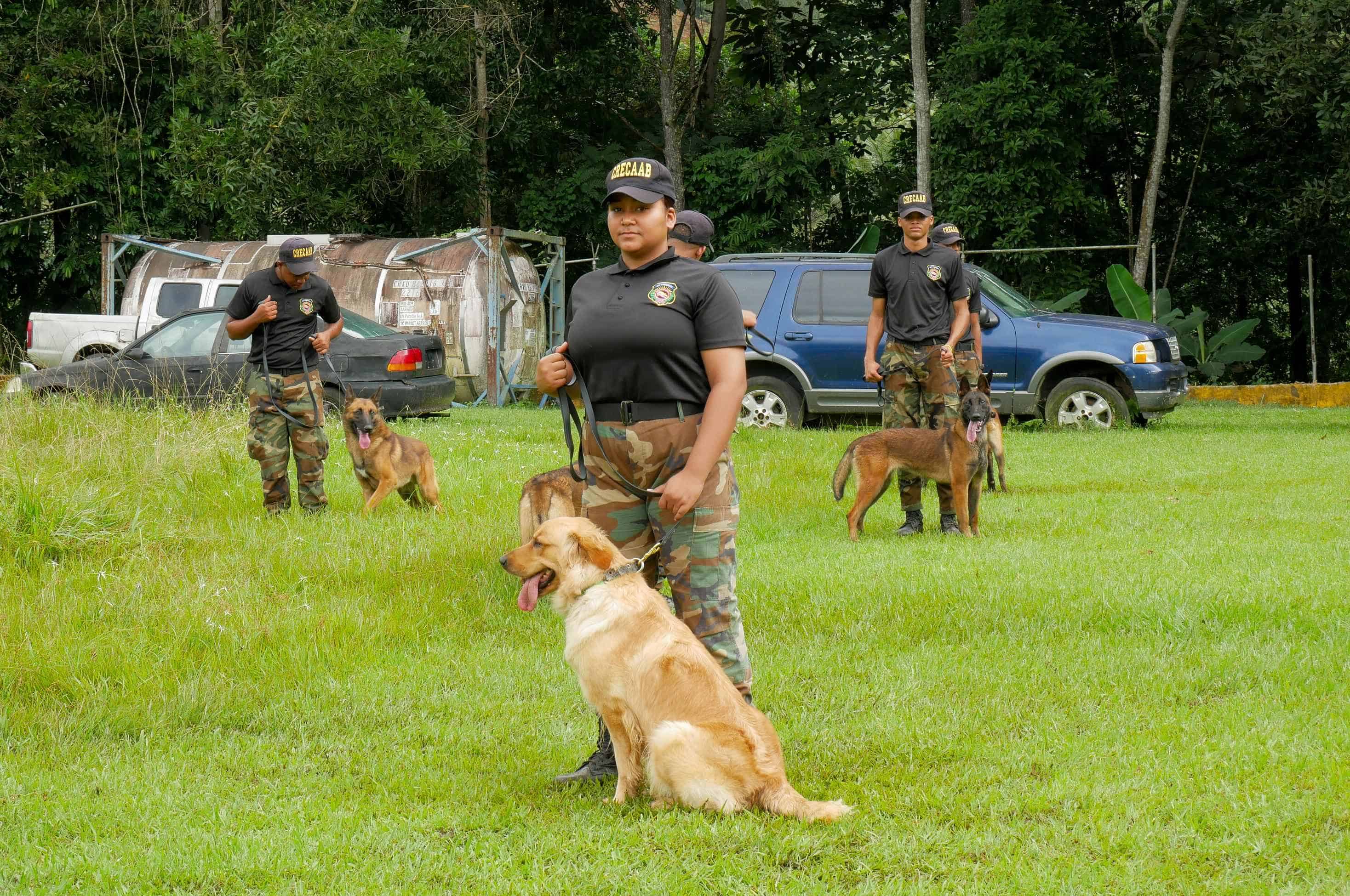 Imagen de los nuevos ejemplares caninos adquiridos por la DNCD.