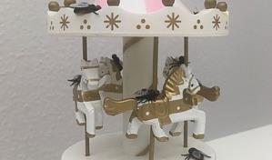 ¿Juegan las moscas? Nuevo estudio sugiere que sí