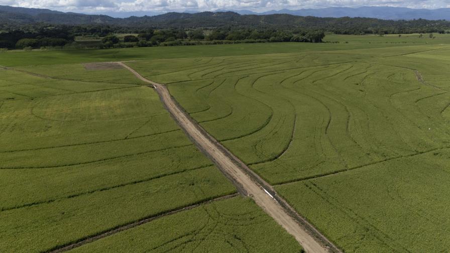 ¿Pueden los aranceles recíprocos de Trump afectar la producción de arroz dominicano?