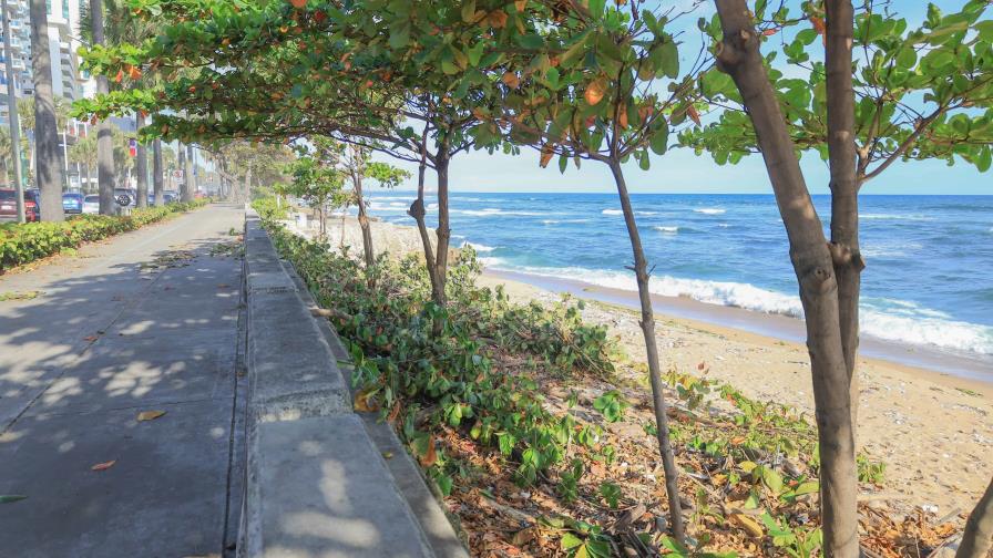 Crimen ambiental ¿Quién cortó los árboles de uva de playa?