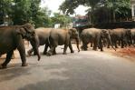 Seis elefantes, incluyendo crías, mueren tras ser arrollados por un tren en Sri Lanka